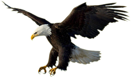 clipart american bald eagle - photo #7