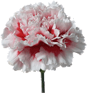 2-white-carnation.gif