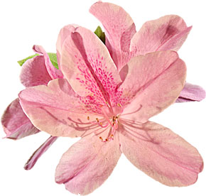 Spring Flower Picture on Free Flower Clipart   Spring Flowers